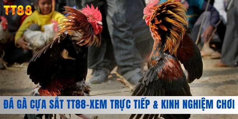 Đá gà cựa sắt tt88- xem trực tiếp và kinh ngiệm chơi