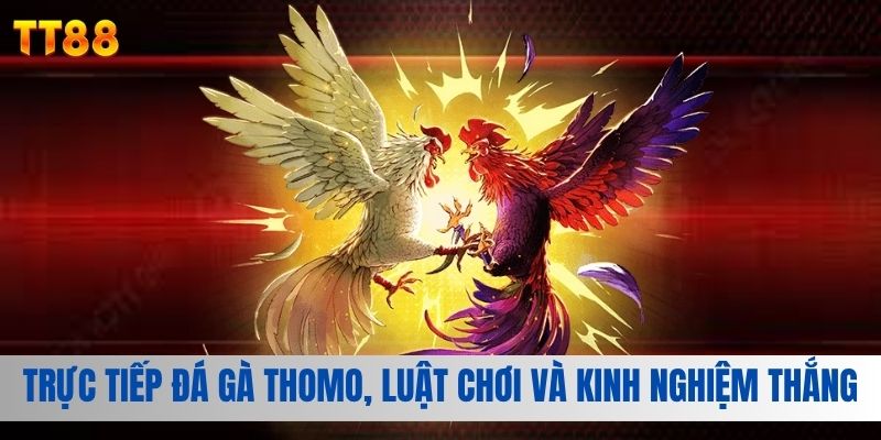 Đá gà thomo TT88, kinh nghiệm chơi tất thắng
